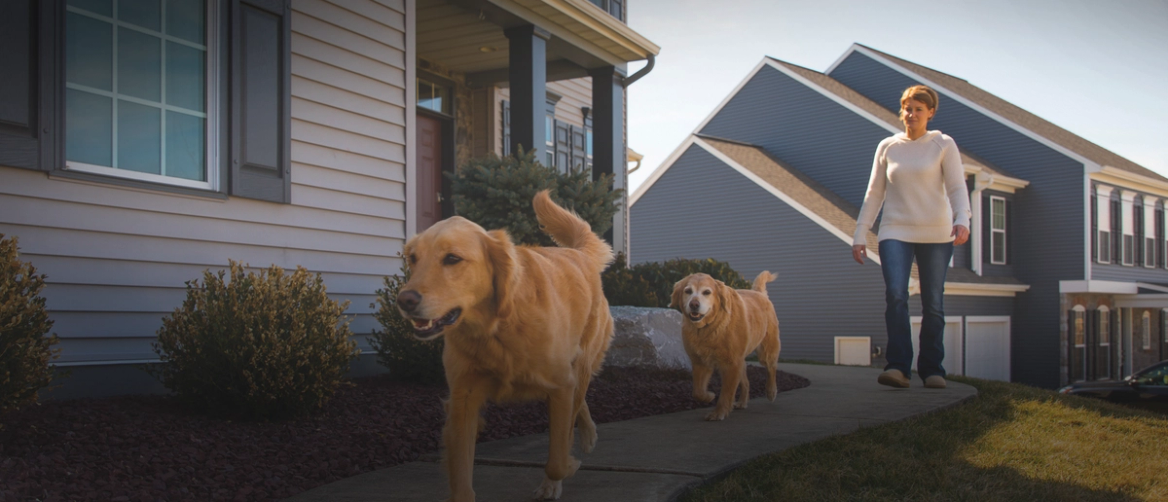 two dogs walking in front of woman, walking along sidewalk in front of home