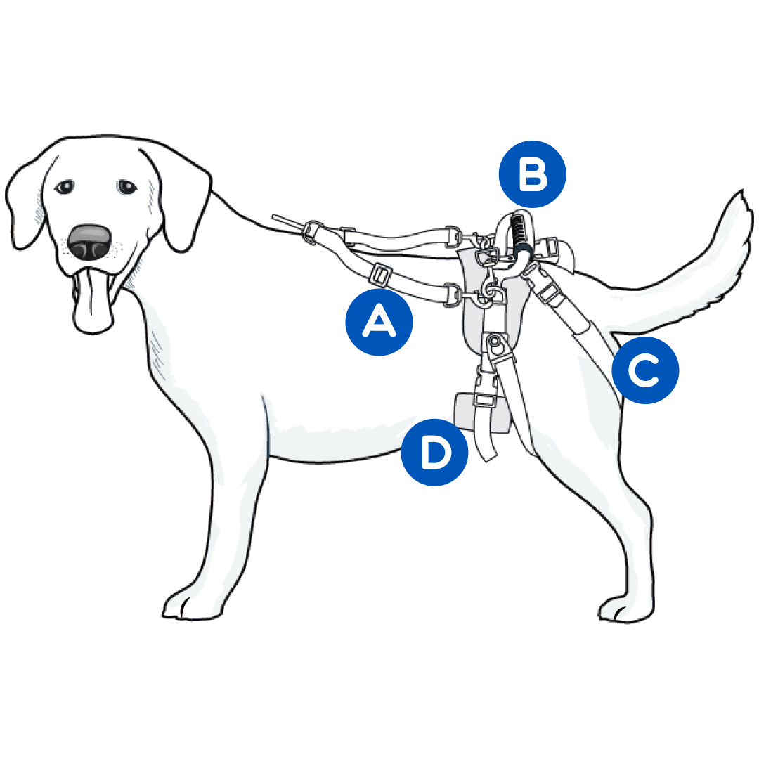 understanding-care-lift-rear-support-harness-diagram-illustration