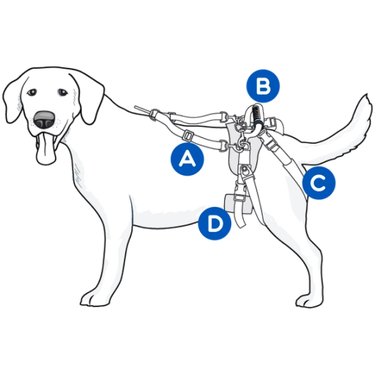 understanding-care-lift-rear-support-harness-diagram-illustration