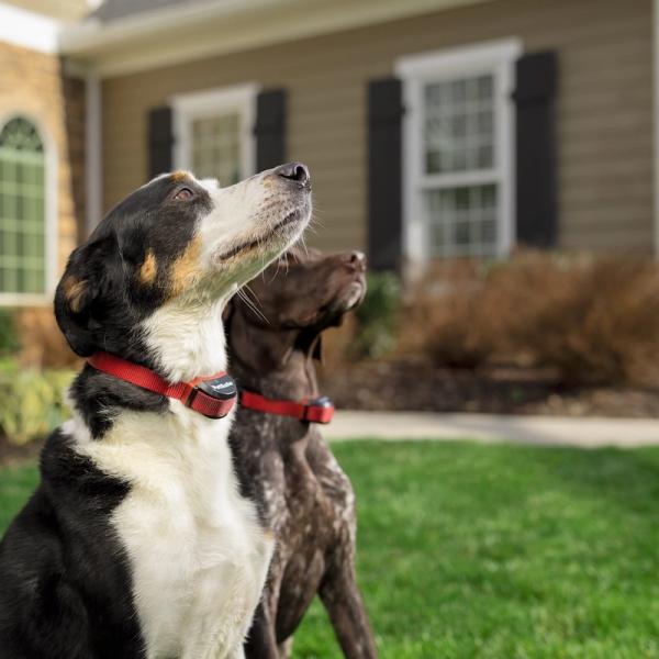 Dogs wearing fencing collars calmly looking upward