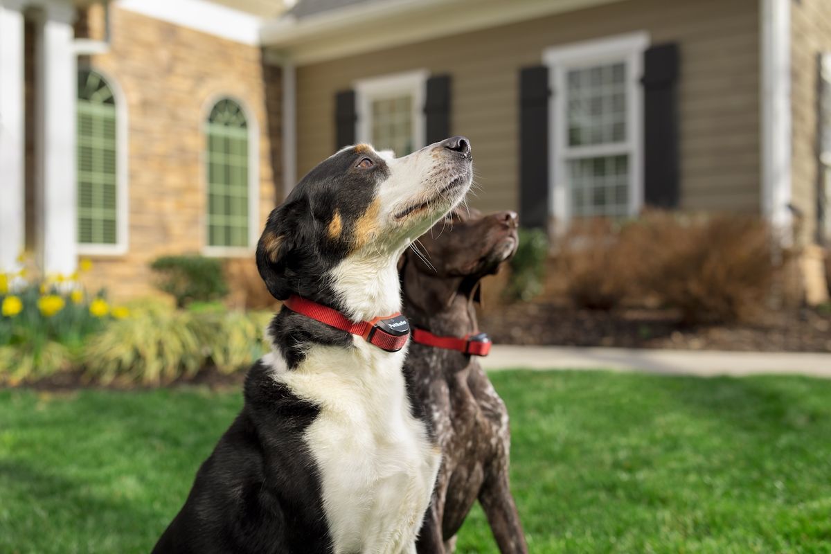 Two dogs wearing collars in a fenced yard