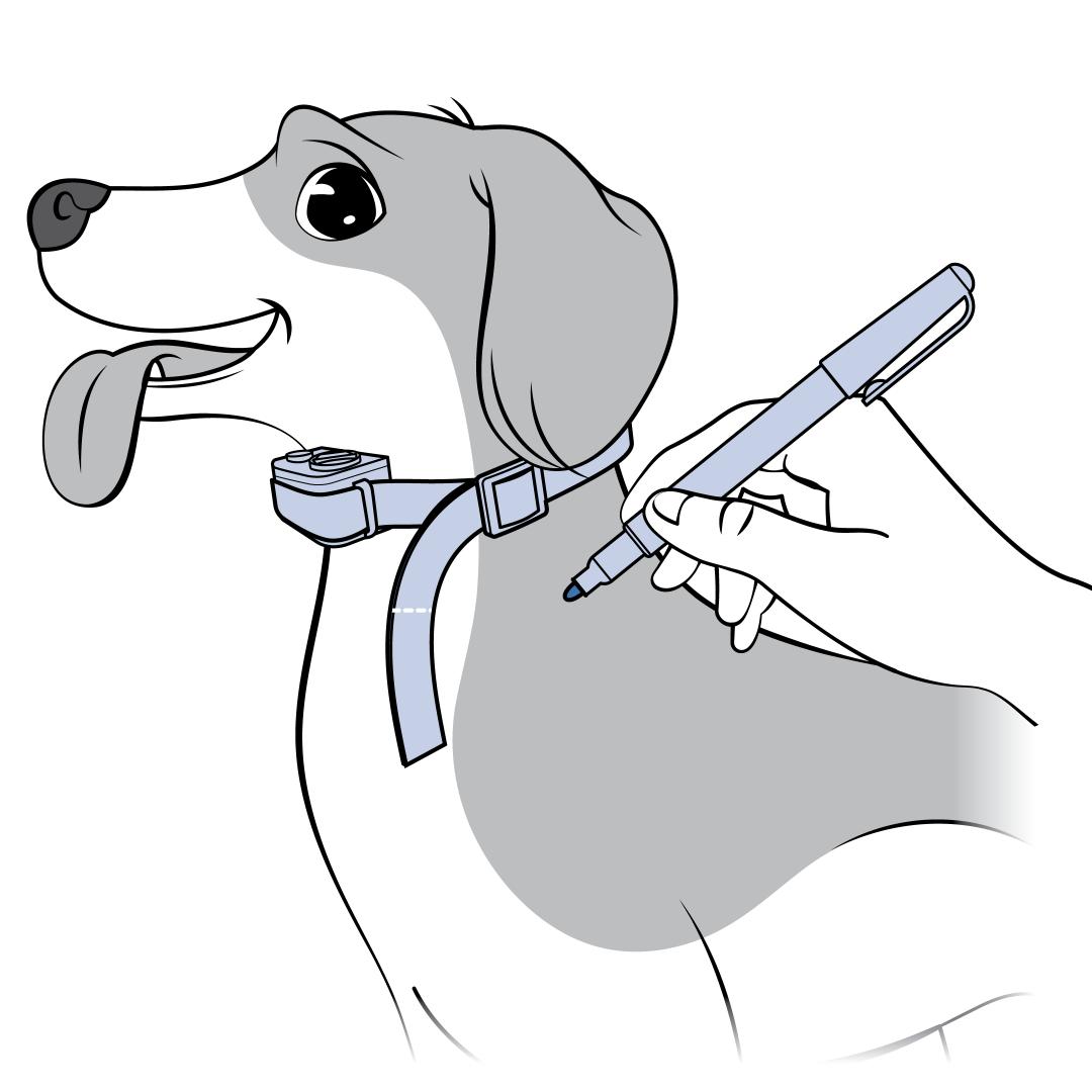Measure & trim excess strap