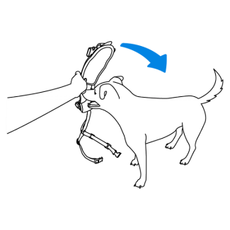 proper-fit-walk-along-outdoor-harness-illustration1