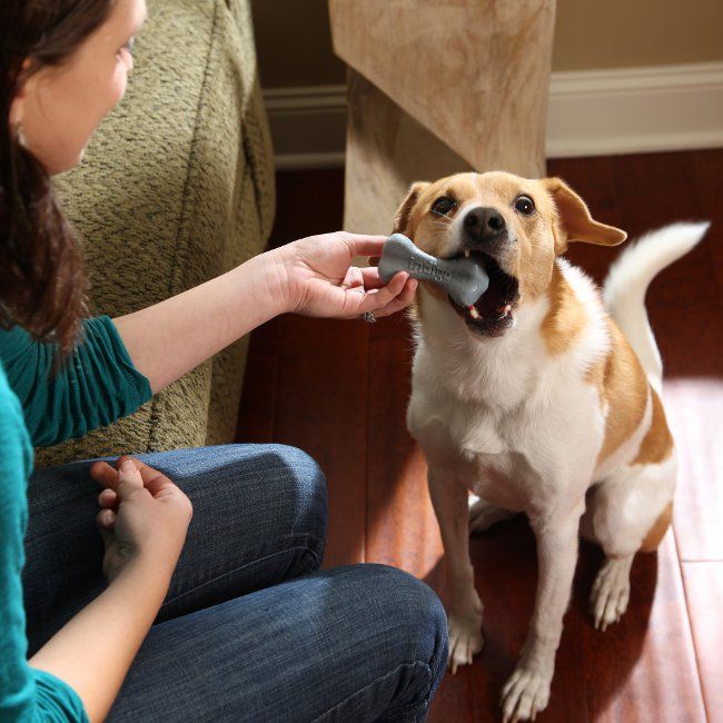 dental treats keep dogs healthy