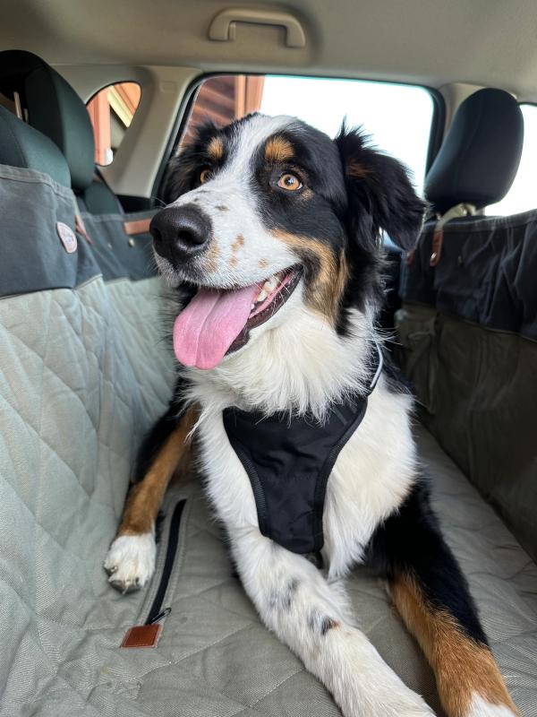 Happy aussie sitting in the back of a car on a PetSafe hammock bench seat cover