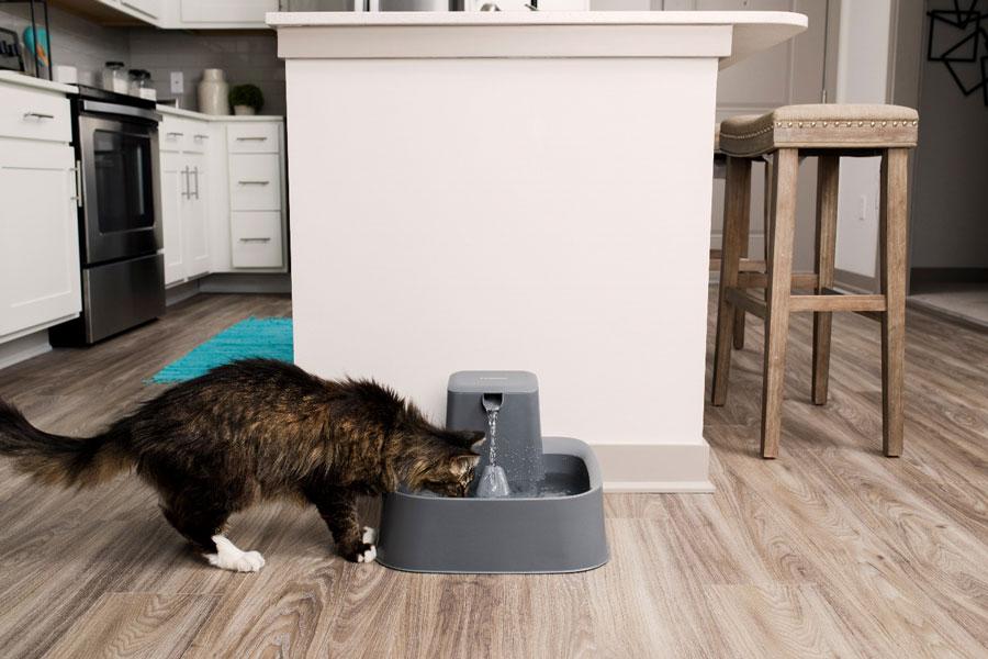 cat drinking from cat fountain