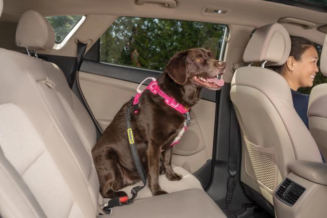 Chocolate lab secured in back seat of car by a harness and seatbelt tether
