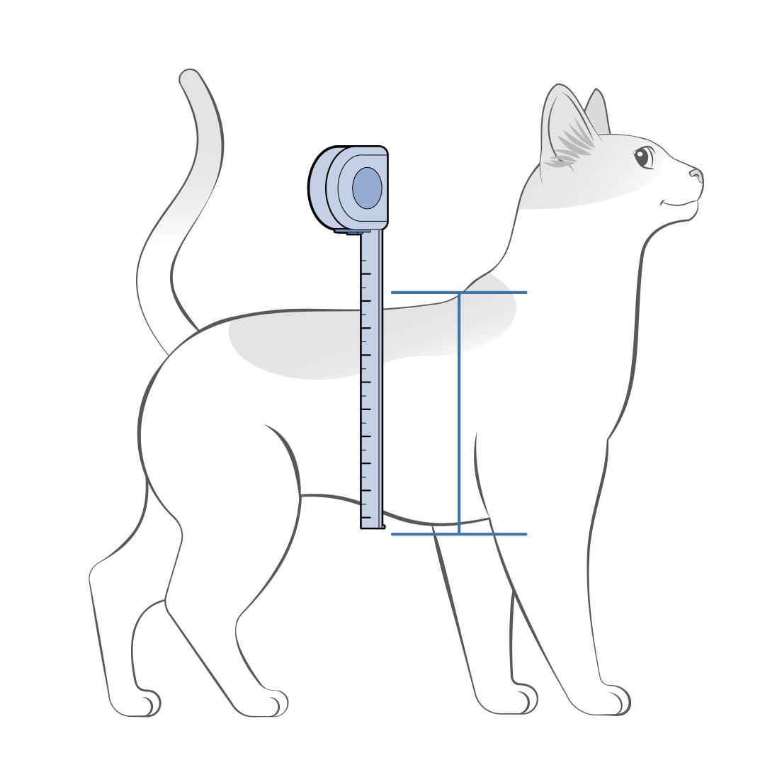 Measure Top To Bottom On Cat