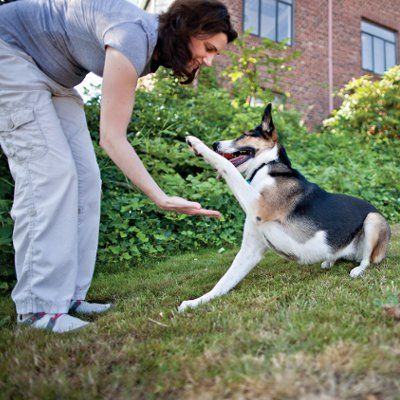 beginner puppy obedience training