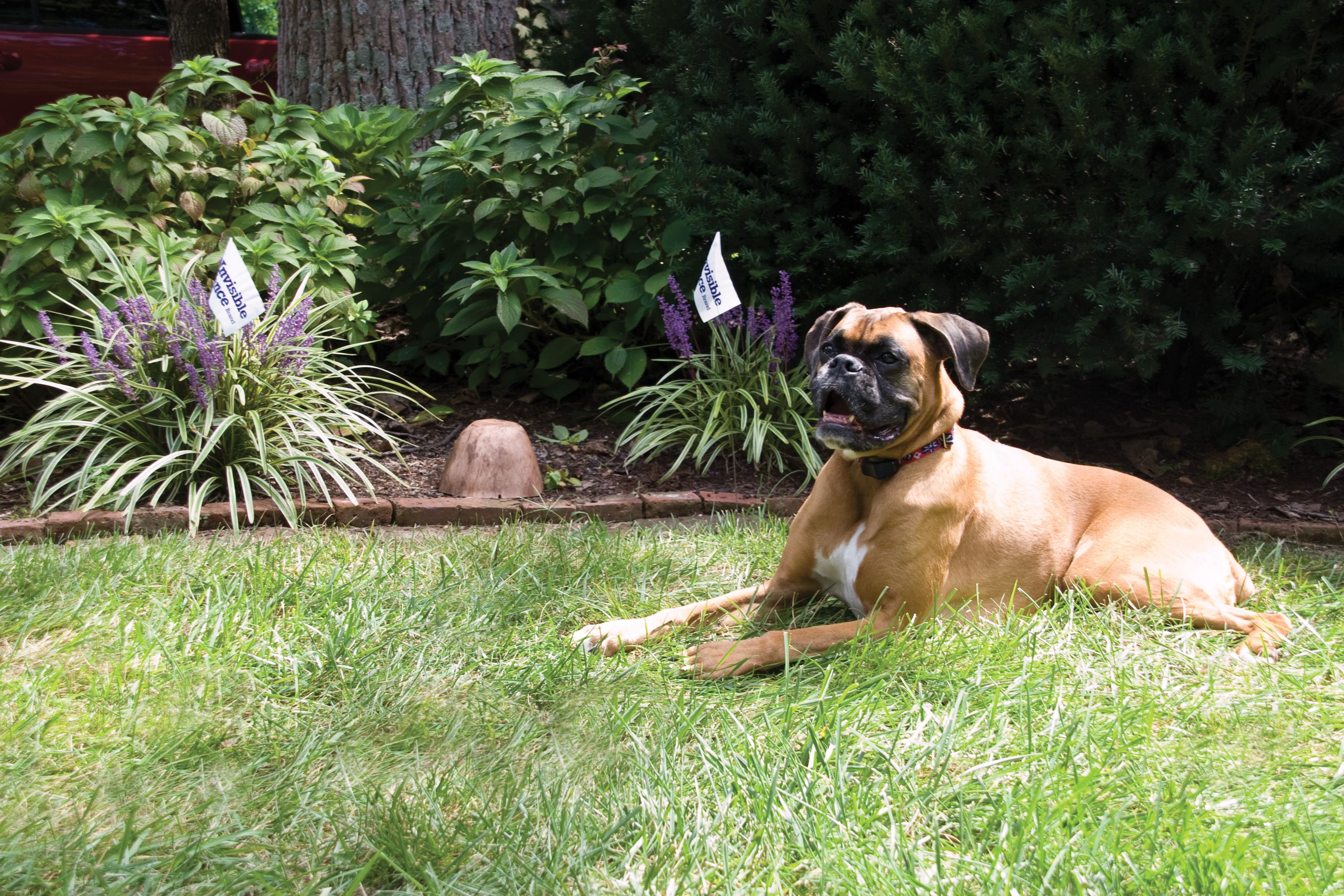 A boxer sitting outside in the grass next to a flower bed.