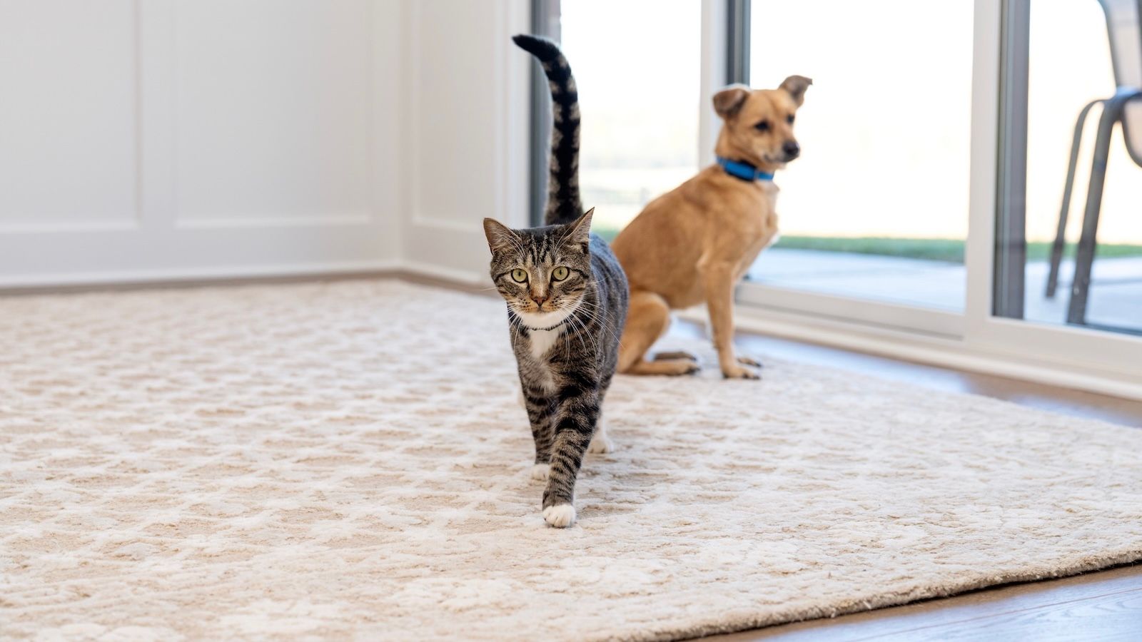 Cat walking towards you with dog in background looking out window