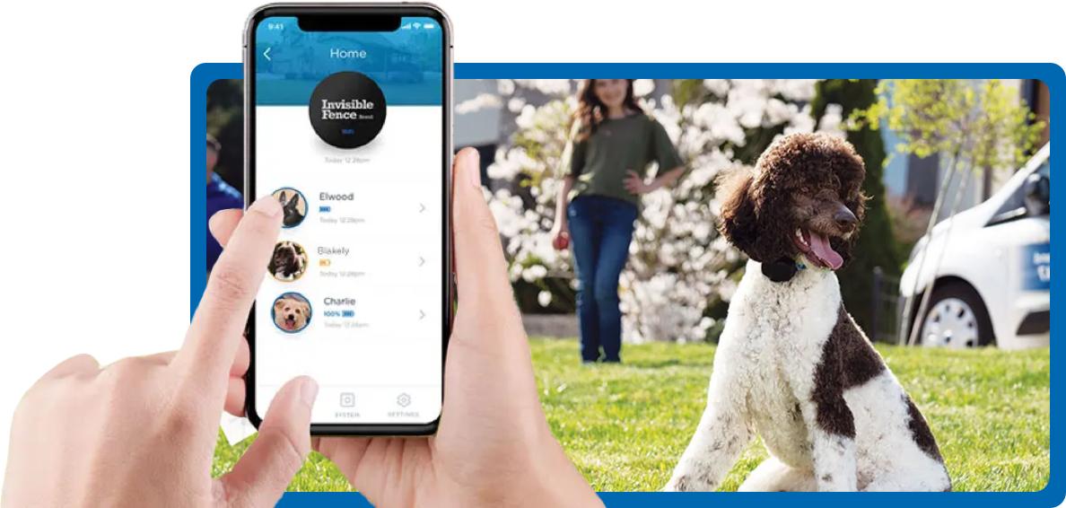 Invisible Fence app screen shown on phone with dog sitting outside in background
