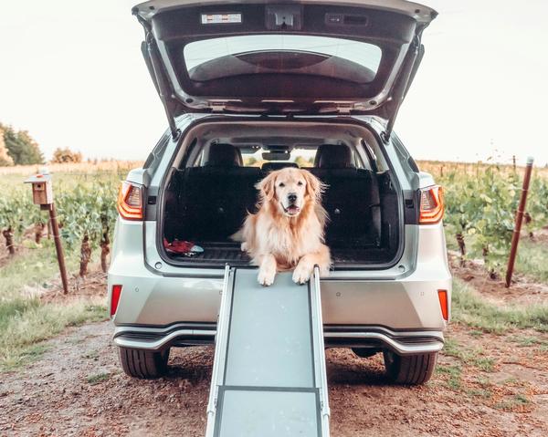 Senior golden retriever dog sitting in the cargo area of an SUV with the hood open and a PetSafe ramp set up off the back of the vehicle.