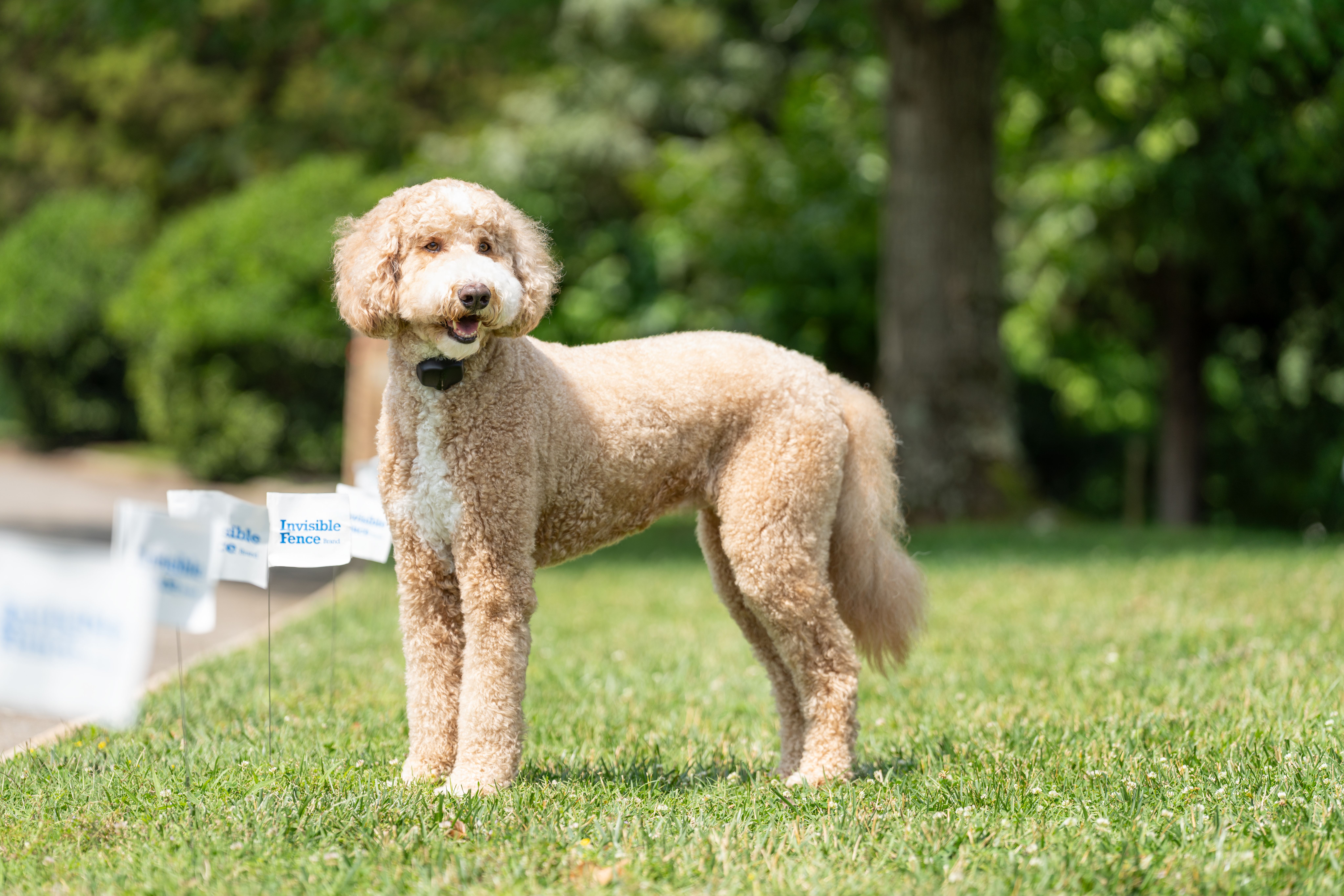 dog wears his invisible fence collar in the yard with flags in the foreground
