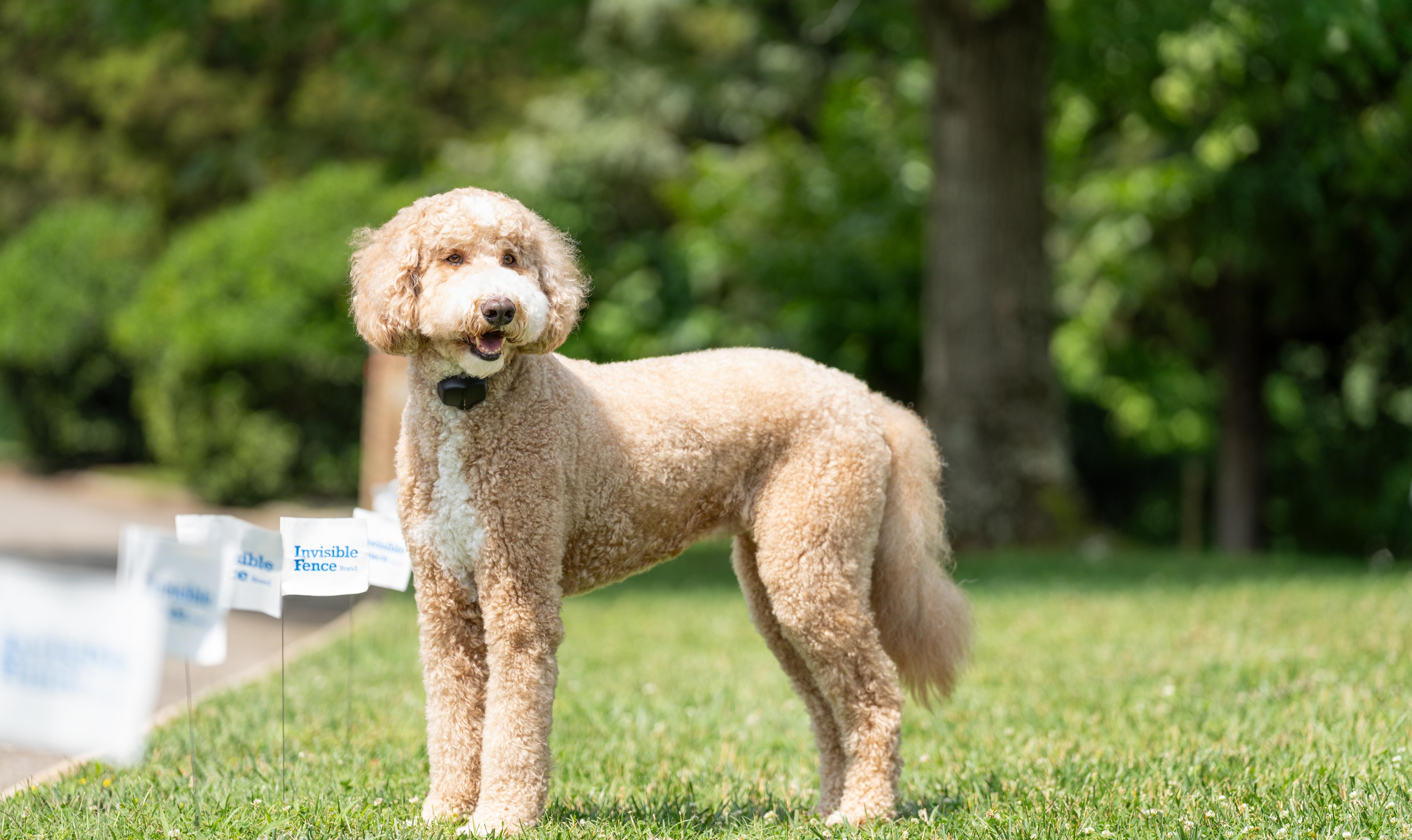 dog wears his invisible fence collar in the yard with flags in the foreground