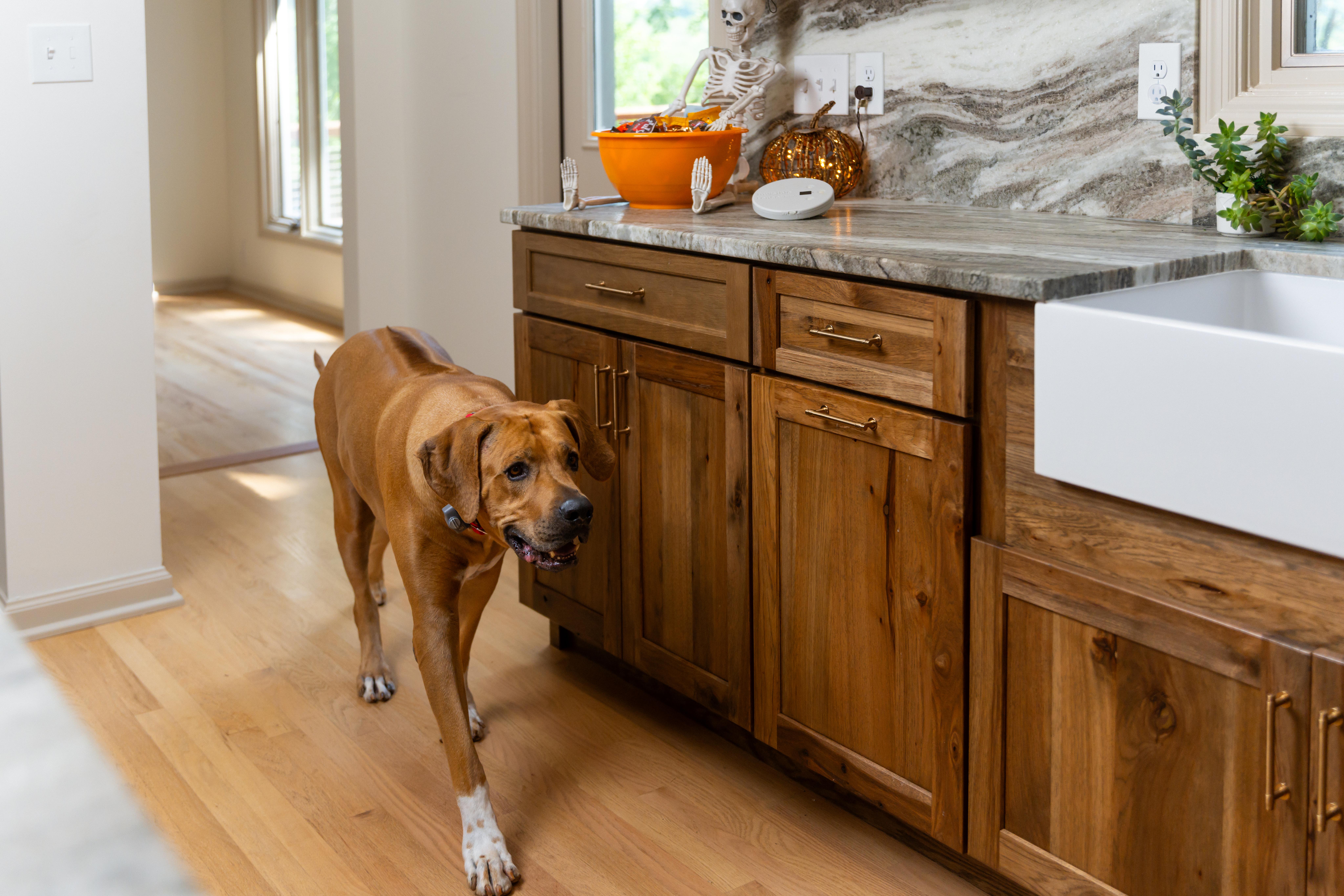 Rhodesian Ridgeback walking through kitchen avoiding candy bowl on counter with an Invisible Fence Brand Indoor Shields Unit nearby.