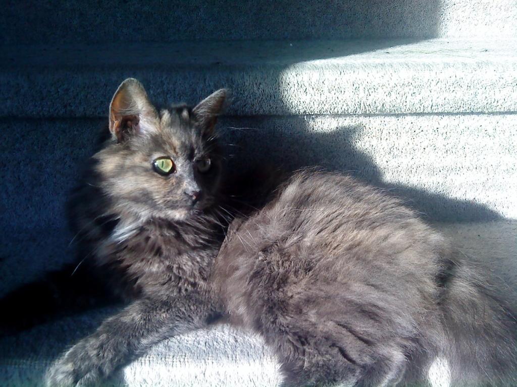 Norwegian Forest Black Cat