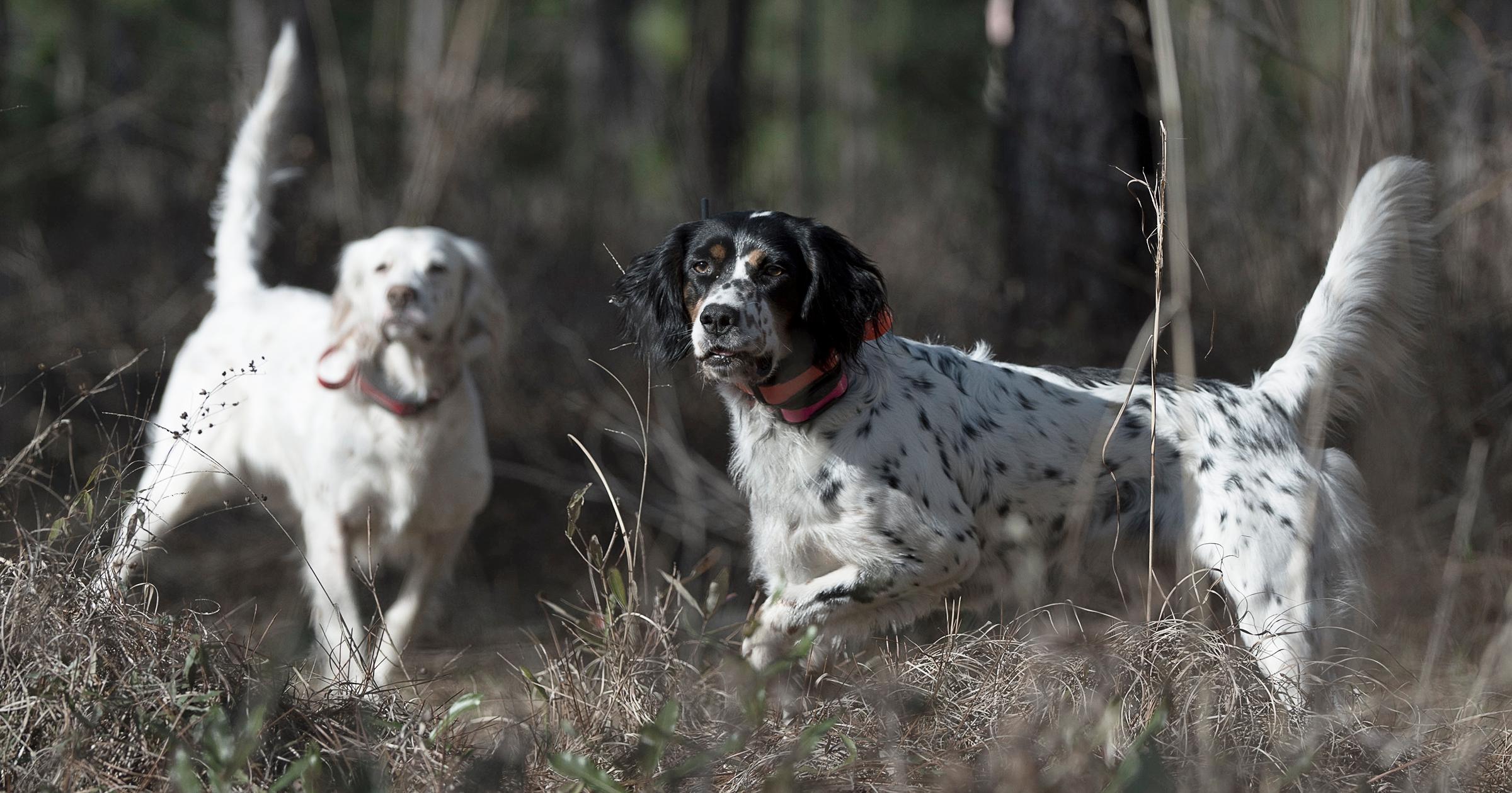 Two setters in the woods on point.