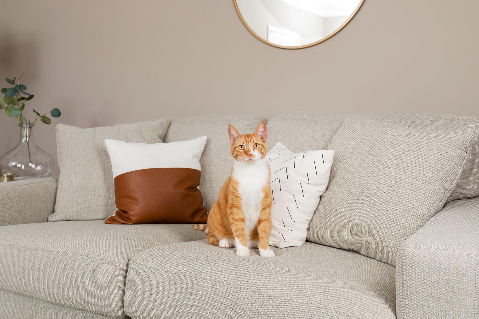 Why Is My Cat Pooping on My Bed? PetSafe®