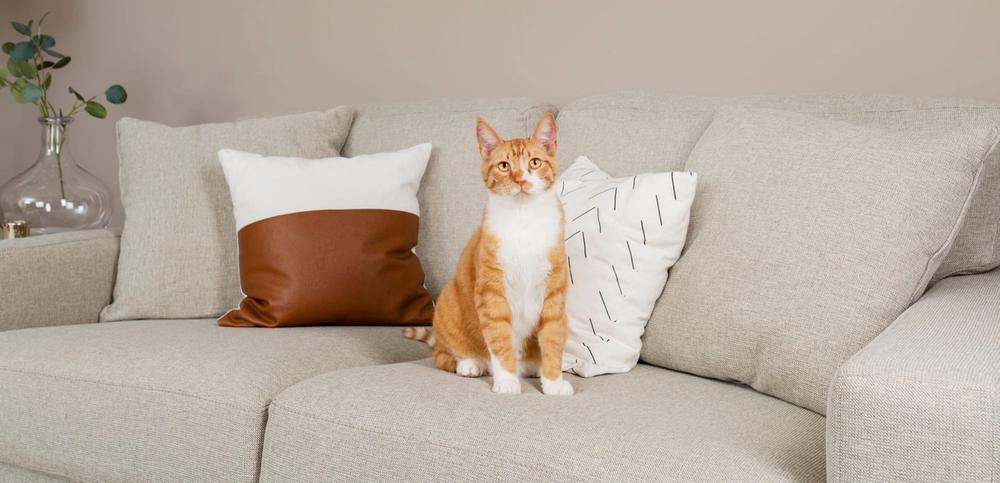 Orange and white cat sitting on beige couch