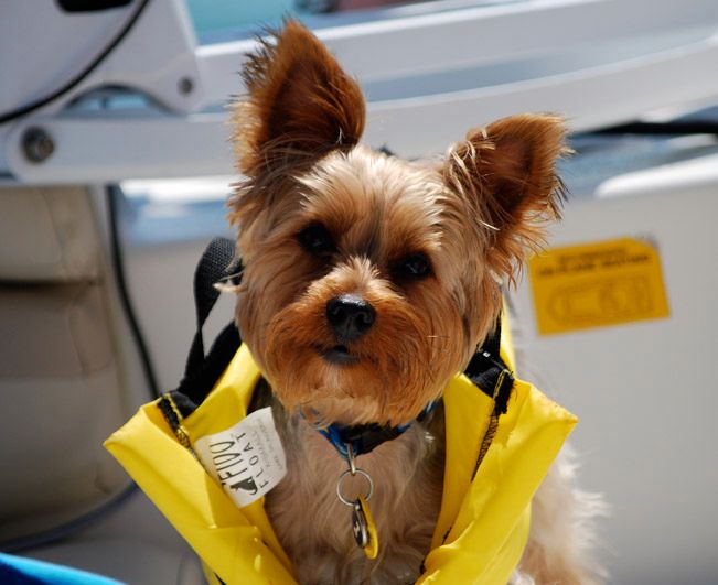 dog water safety vest