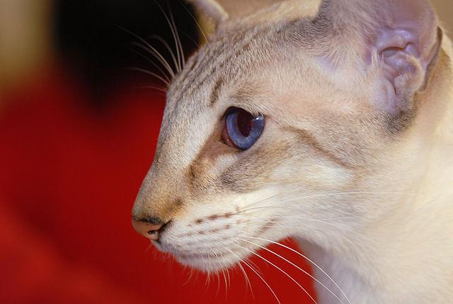 Oriental Shorthair White Cat