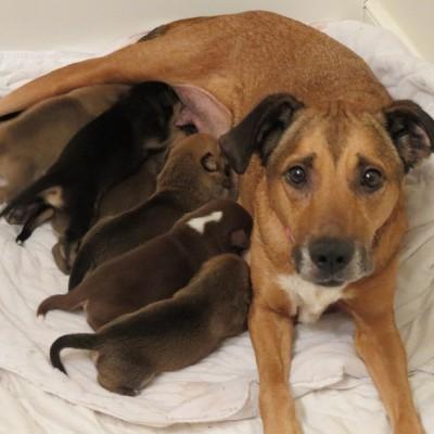 foster puppies