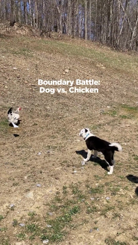 Small Breed: Don't Let the Size Fool You