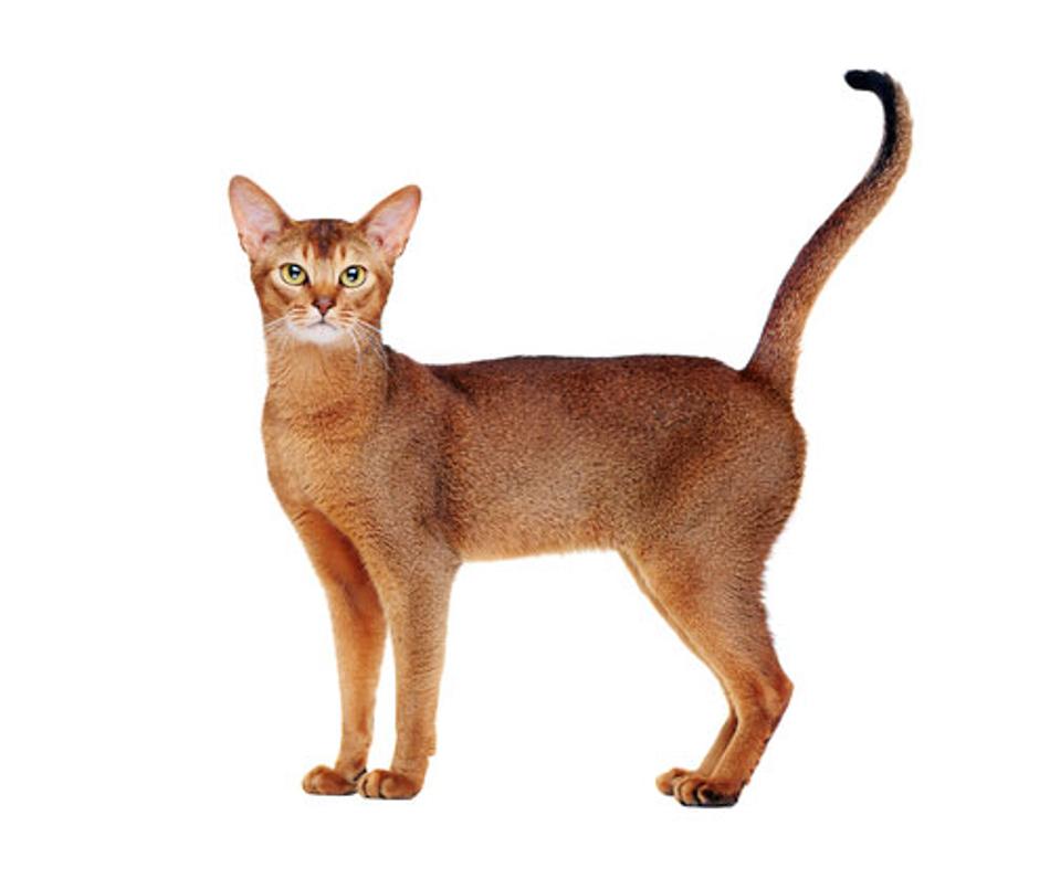 Breed All About It: Siamese and Abyssinian