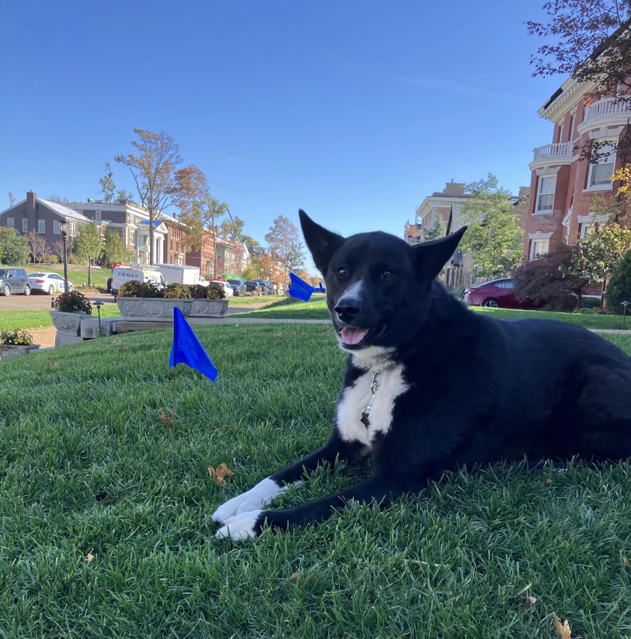 black and white dog laying in front yard with Invisible Fence Brand flags indicating location of the fence boundary