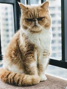 Exotic Shorthair Cat