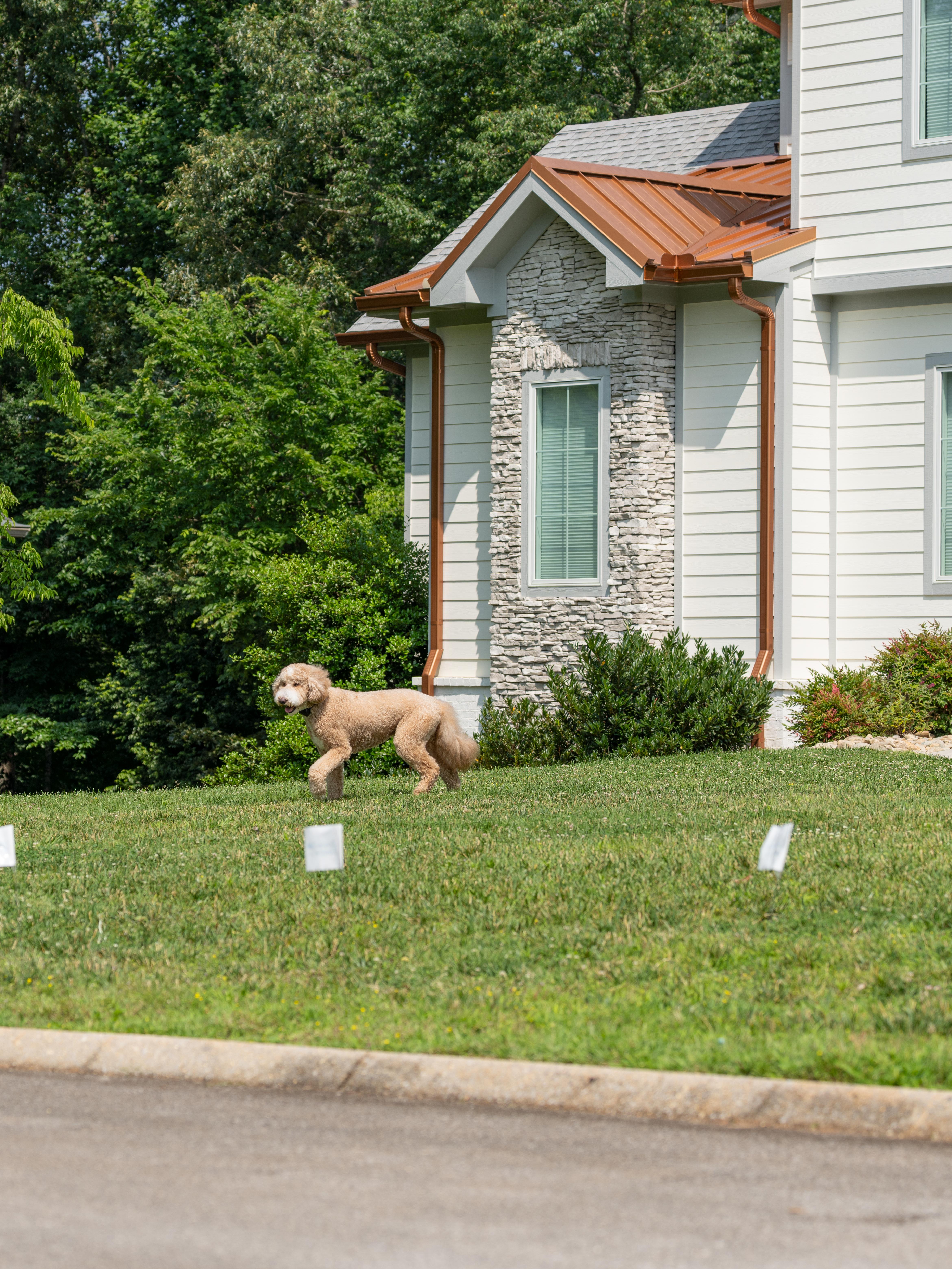 Dog walking in front yard with invisible fence boundary outlined with white flags.