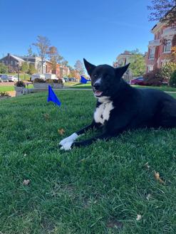 black dog laying in yard with blue invisible fence flag