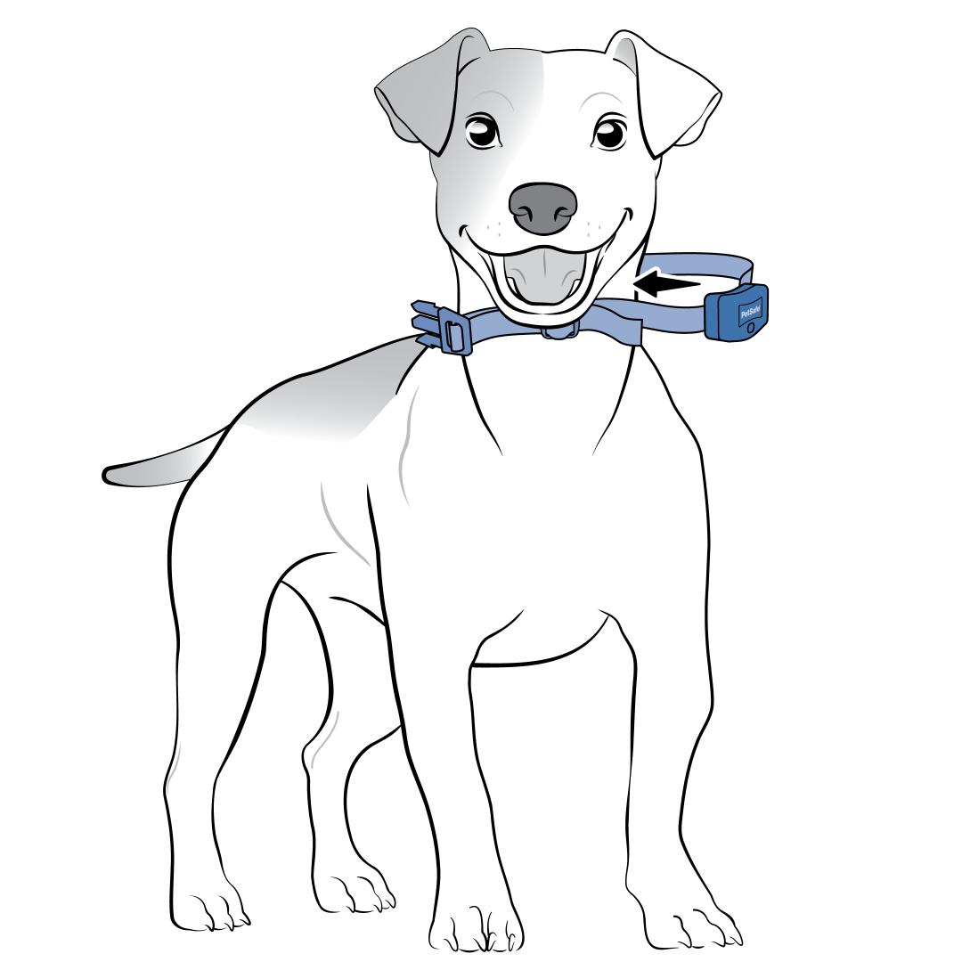 Fit Collar On Side Of Neck
