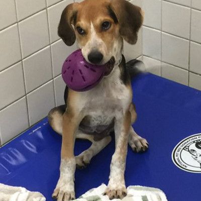 toys for shelter dogs