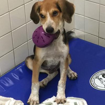 food dispensing dog toys