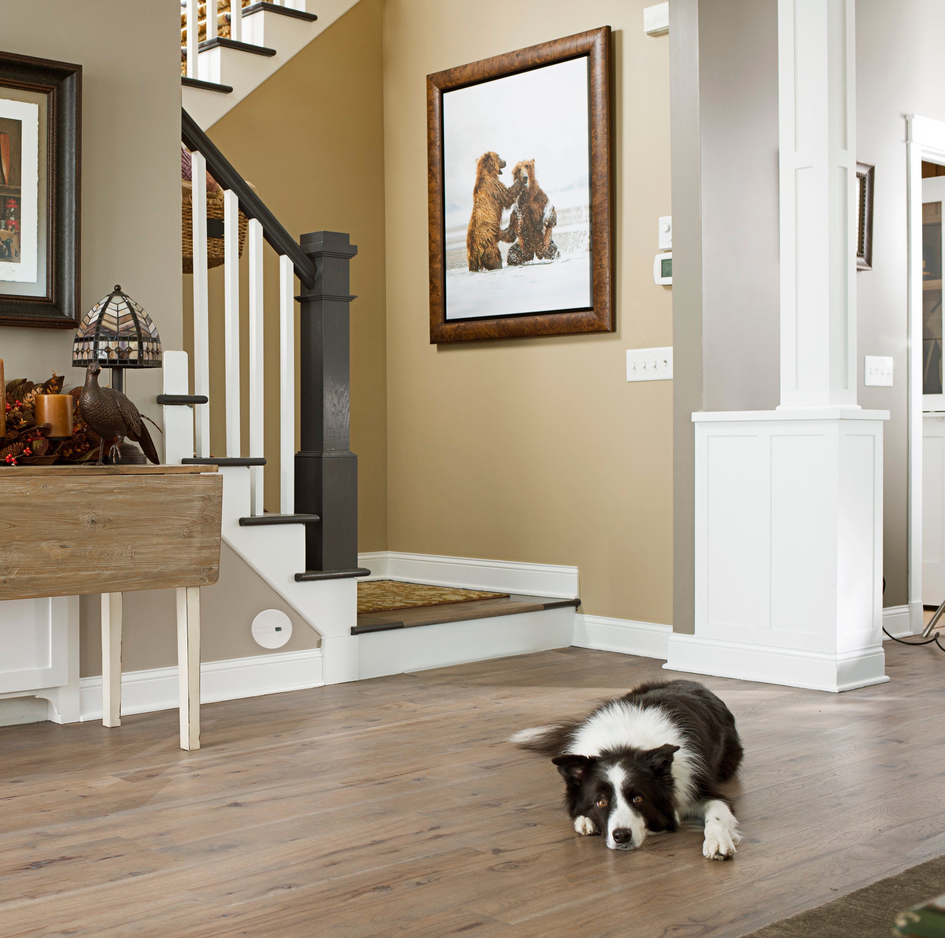 clean staircase with dog staying back thanks to invisible fence shields boundary