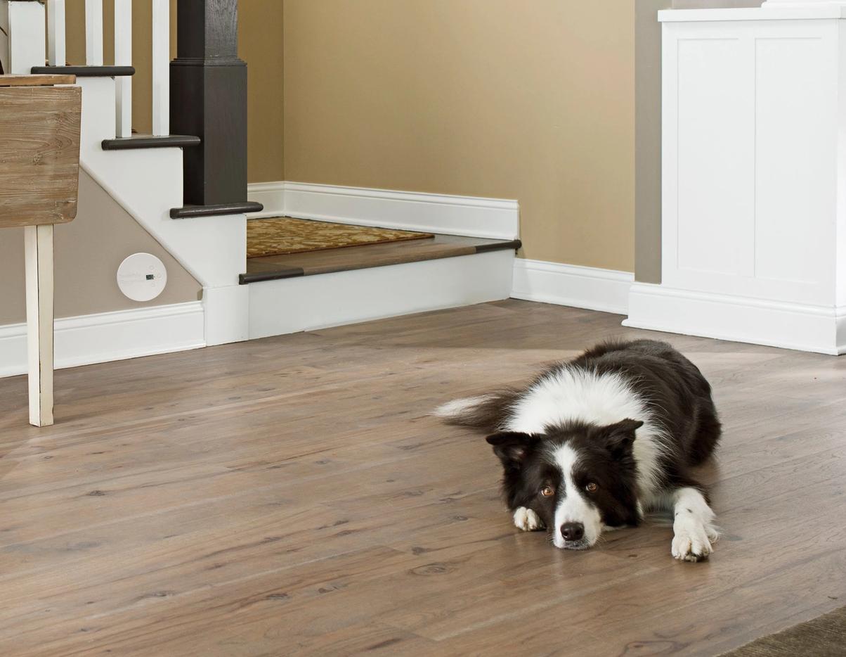 clean staircase with dog staying back thanks to invisible fence shields boundary
