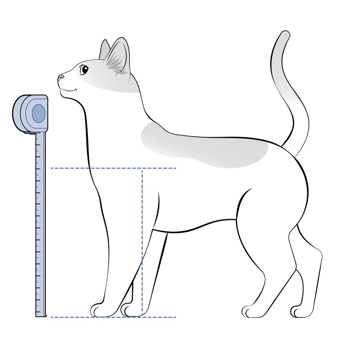 Measure Cats Height From Ground To Shoulder