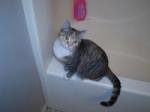 cat on bathtub