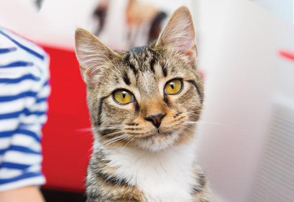 How to Prepare Your Home For The Arrival Of Your New Cat