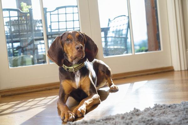 6 Most Common Dog Health Problems