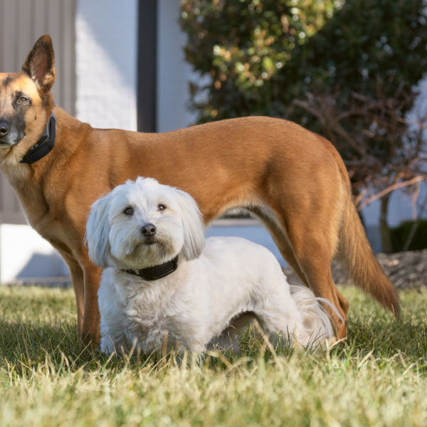 dogs with PetSafe GPS collars