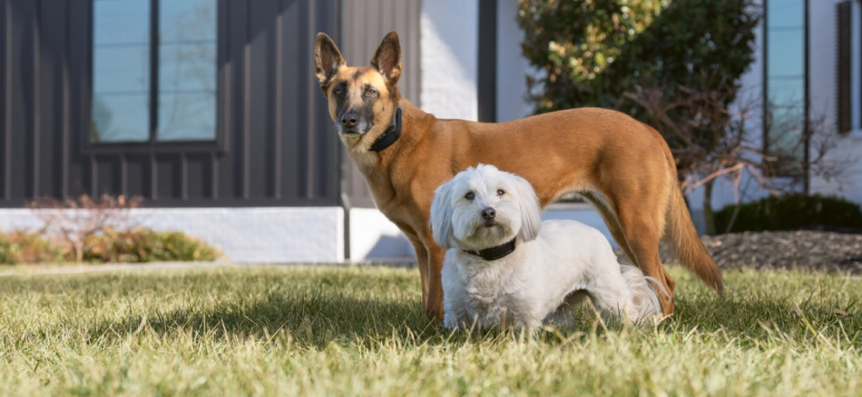 dogs with PetSafe GPS collars 