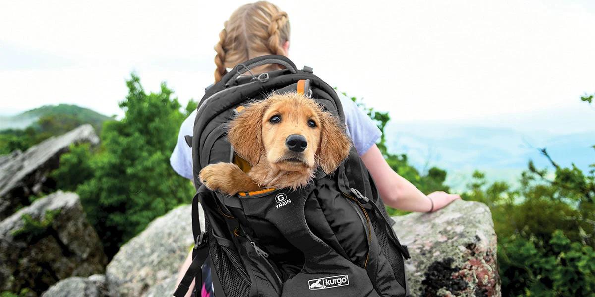 hiking with dog in mountains
