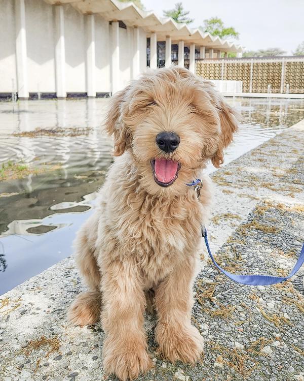 Young shaggy golden doodle looking happy on a blue PetSafe leash near a small pond. 