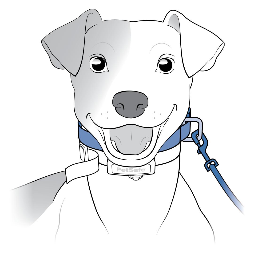 Attach a Leash to a Second, Non-Metalic Collar