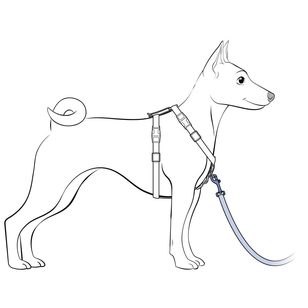 Hold Leash Loose but Short