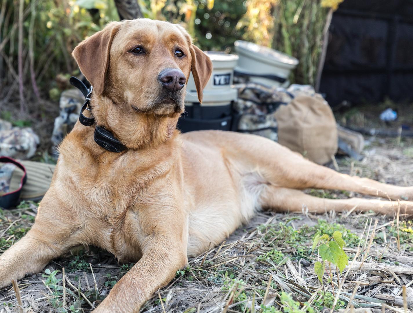 Yellow lab laying down in front of waterfowl hunting gear