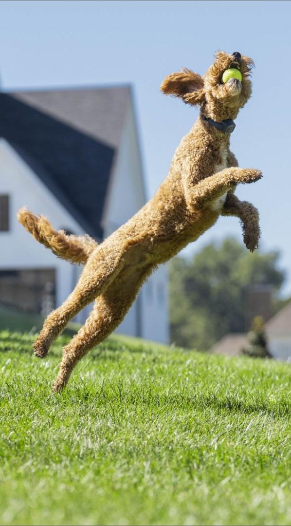 richiamo pubblicitario